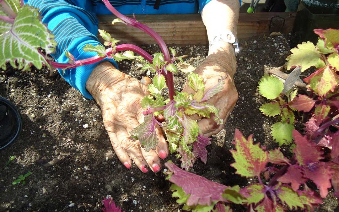 Life’s a garden….DIG IT!